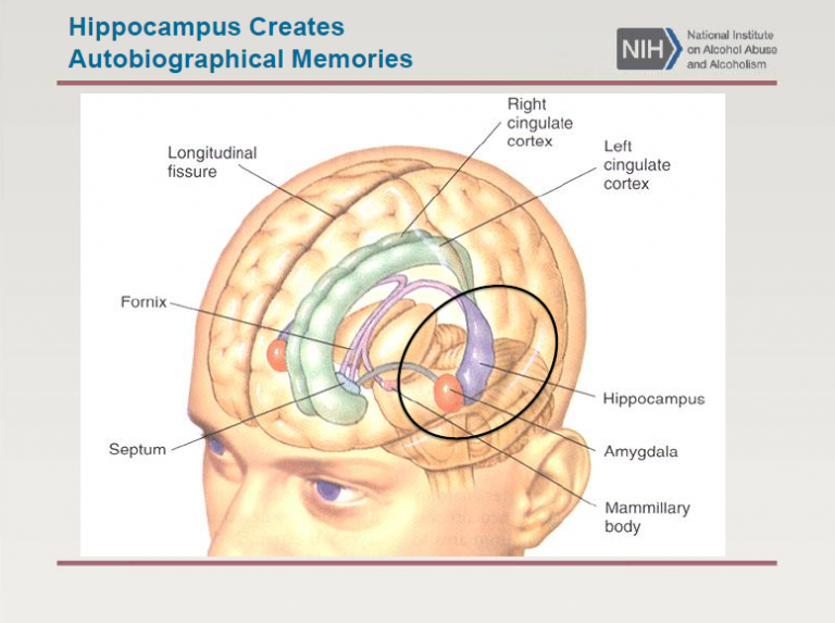 Повреждение гиппокампа. Гиппокамп. Hippocampus мозг. Hippocampus анатомия. Гиппокамп и память.